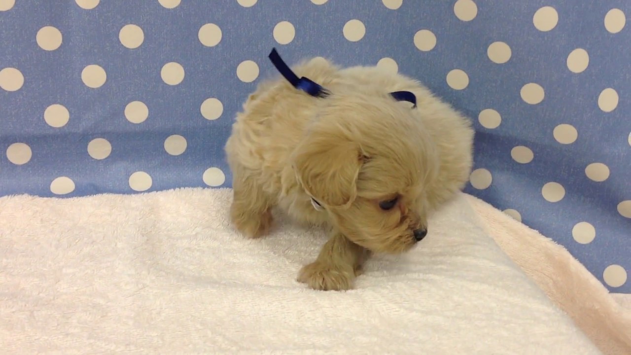 68584　ハーフ犬♂(ペキニーズ&times;トイ・プードル)
