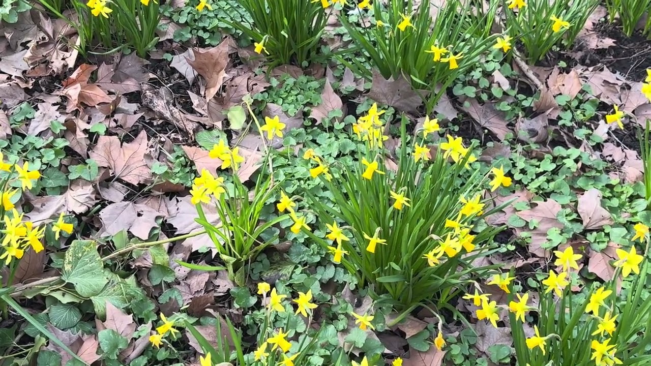 La spiritualité des fleur 🌼 le narcisse jonquille 