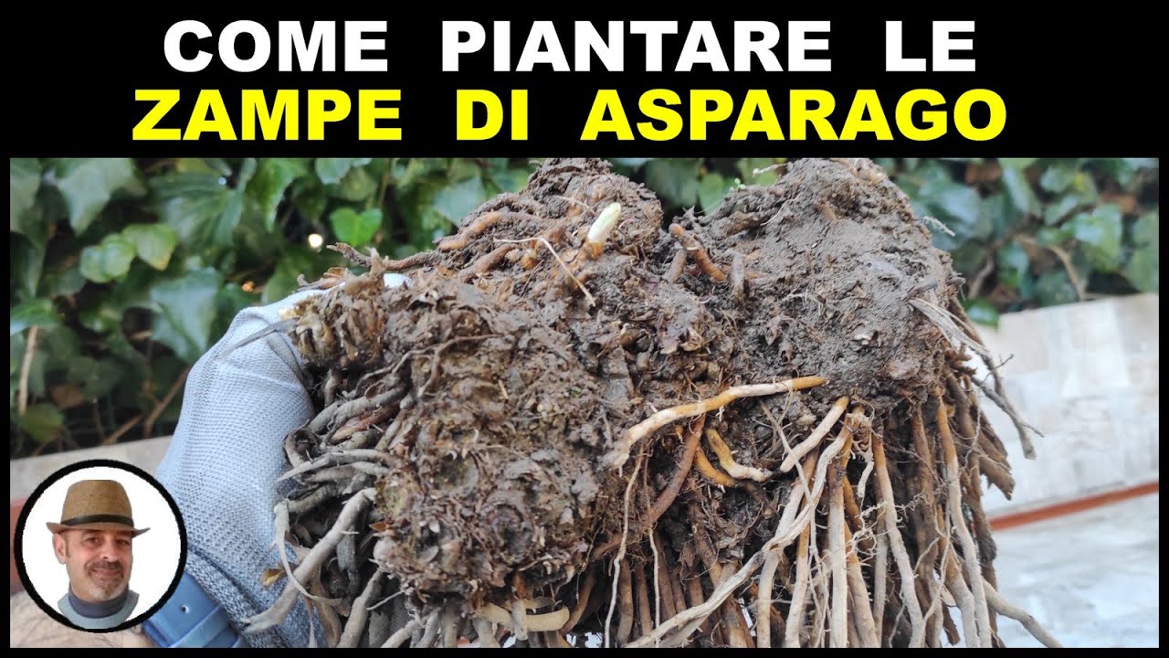 COME PIANTARE LE ZAMPE DI ASPARAGO (plant asparagus legs, planta piernas de espárragos)