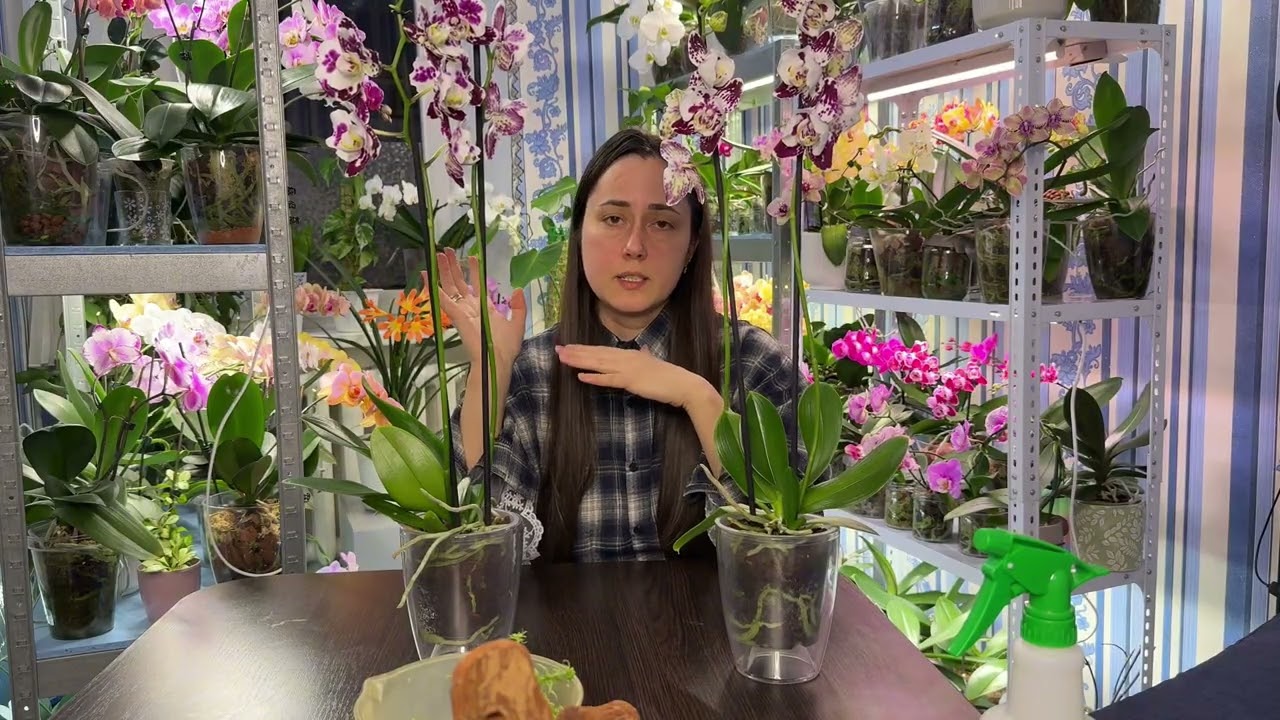 Нові орхідеї вдома 🌸 що роблю і який субстрат використовую💚