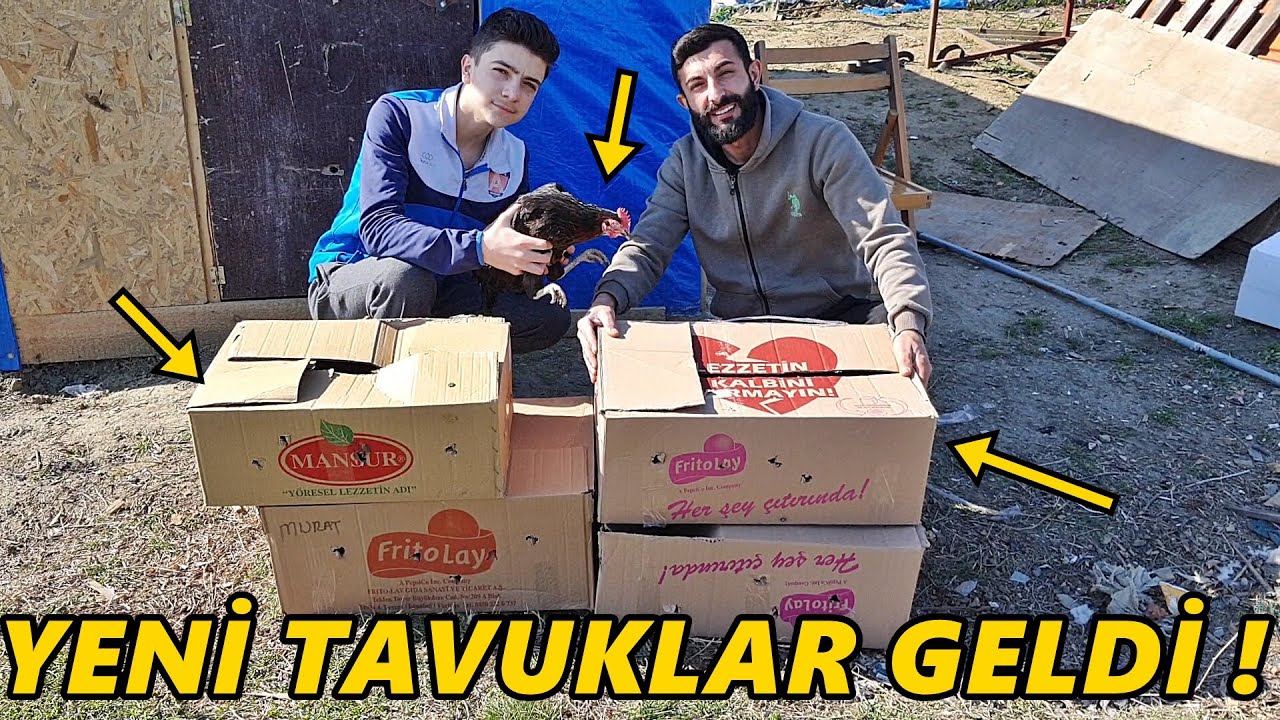 Yumurta Tavuklarım Geldi!-/20 Adet Atax Kaç TL-?#Tavuk#Yumurta#Horoz#civciv