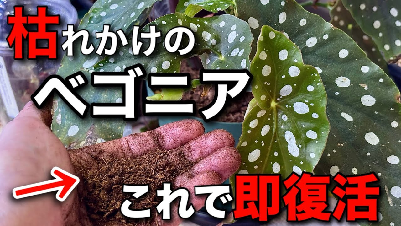 とあるモノで枯れかけのベゴニアを即復活させる方法　#園芸 #観葉植物