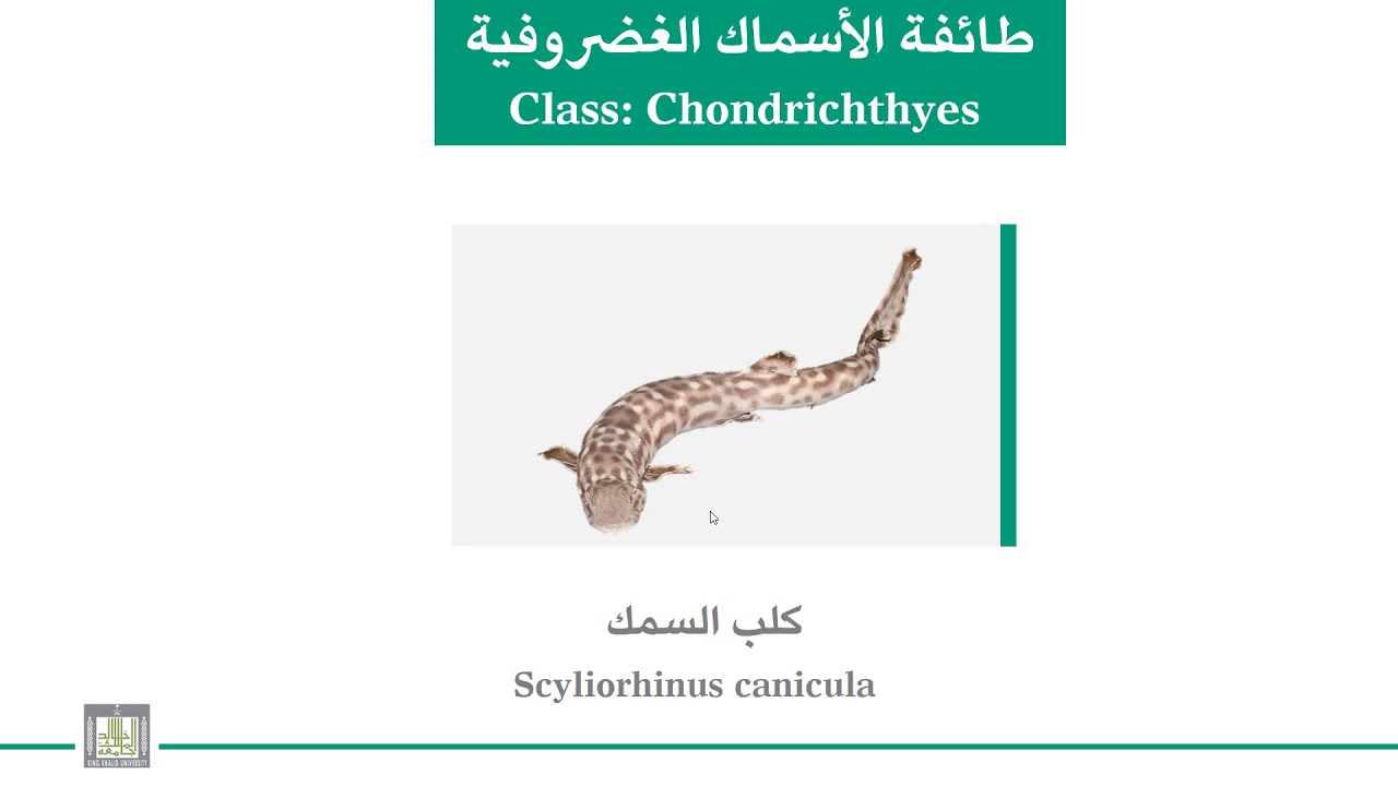 الحبليات | الوحدة 7-5 | الأسماك الغضروفية كلب السمك | الجهاز الهضمي - الجهاز التنفسي