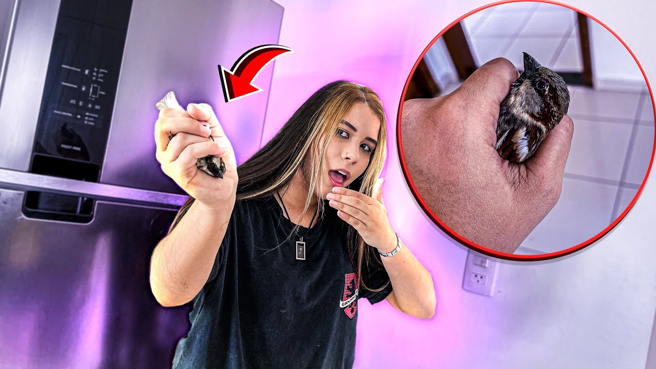 SALVEI A VIDA DE UM PASSARINHO QUE FICOU PRESO NO LIXO DA MANSÃO! *emocionante*
