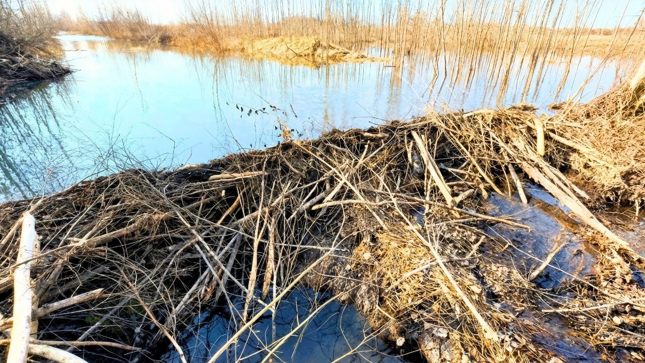 Beaver Dam Removed &mdash; Instant Flood Downstream!