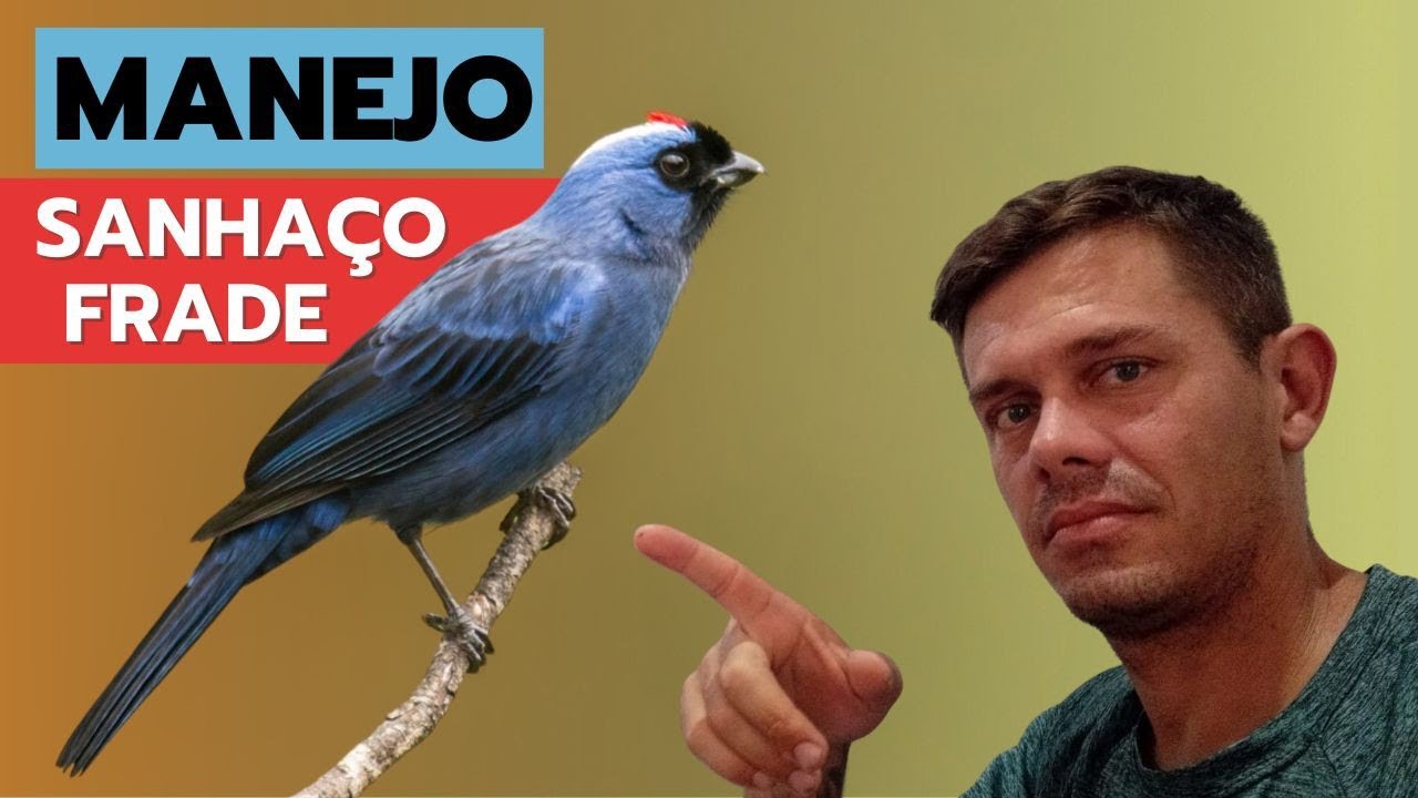 como criar sanha&ccedil;o frade