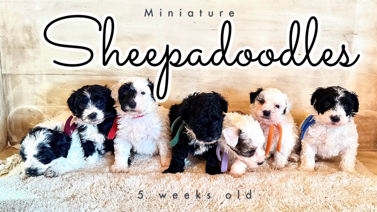 Mini Sheepadoodles || Amethyst & Kevin || 