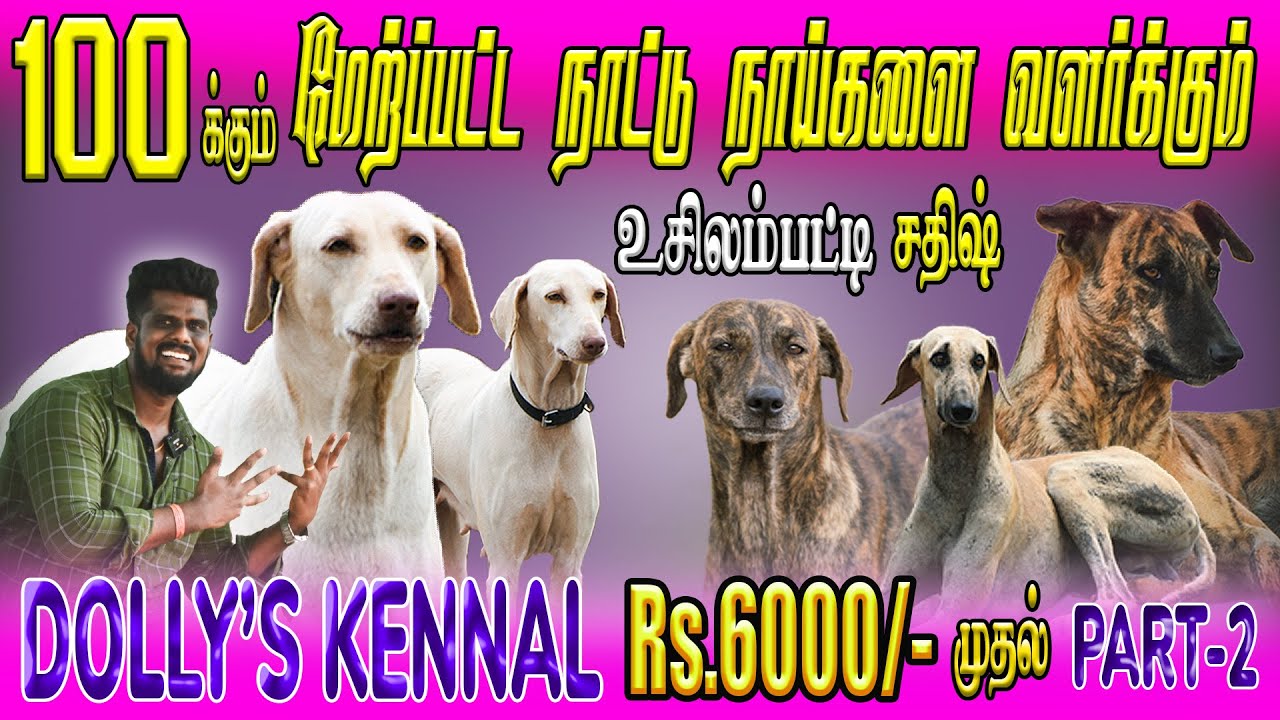 அனைத்து நாட்டு நாய்களும் ஒரே இடத்தில் | DOLLY'S KENNEL | Usilai Satiesh 