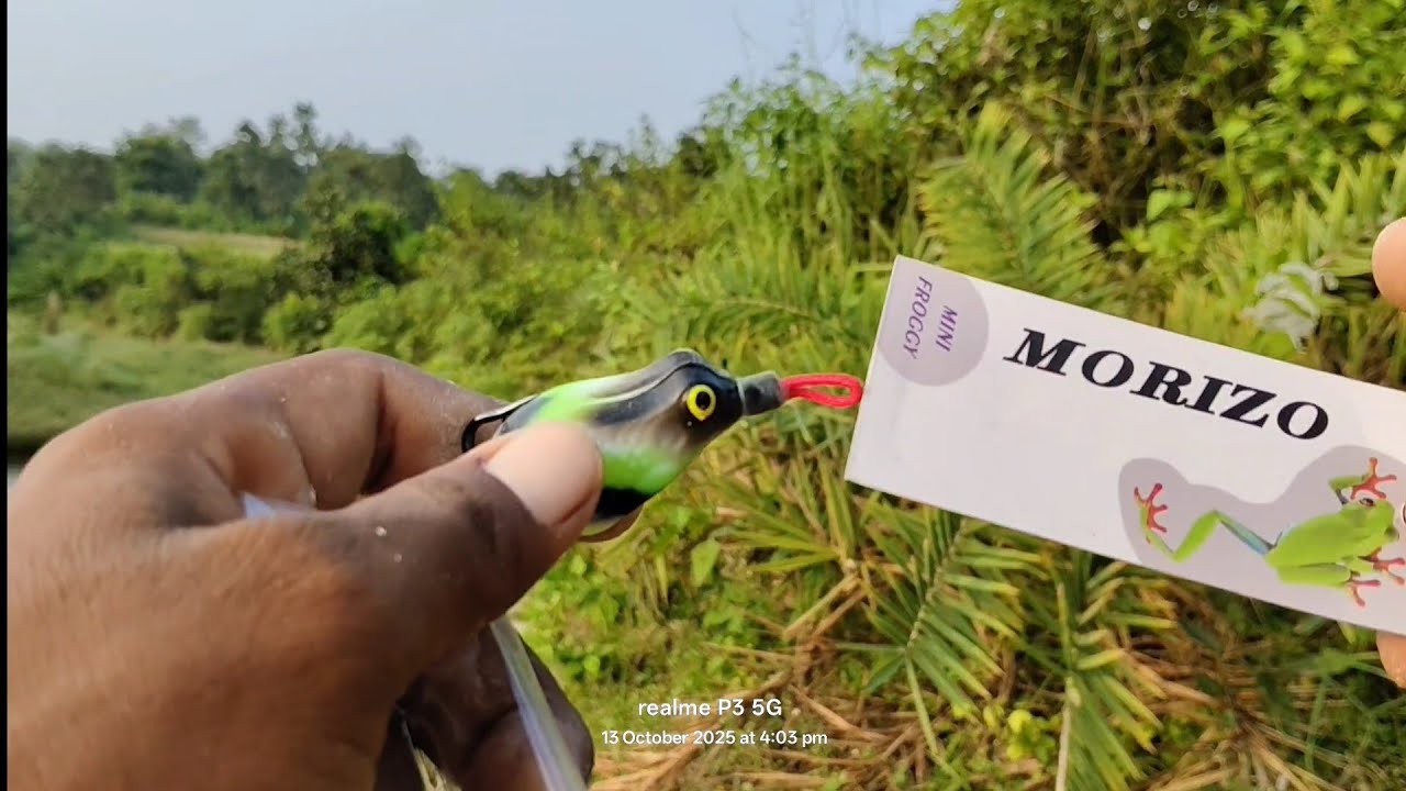 snakehead Cobra fish hunting in India //L.Hembram blog/1111......