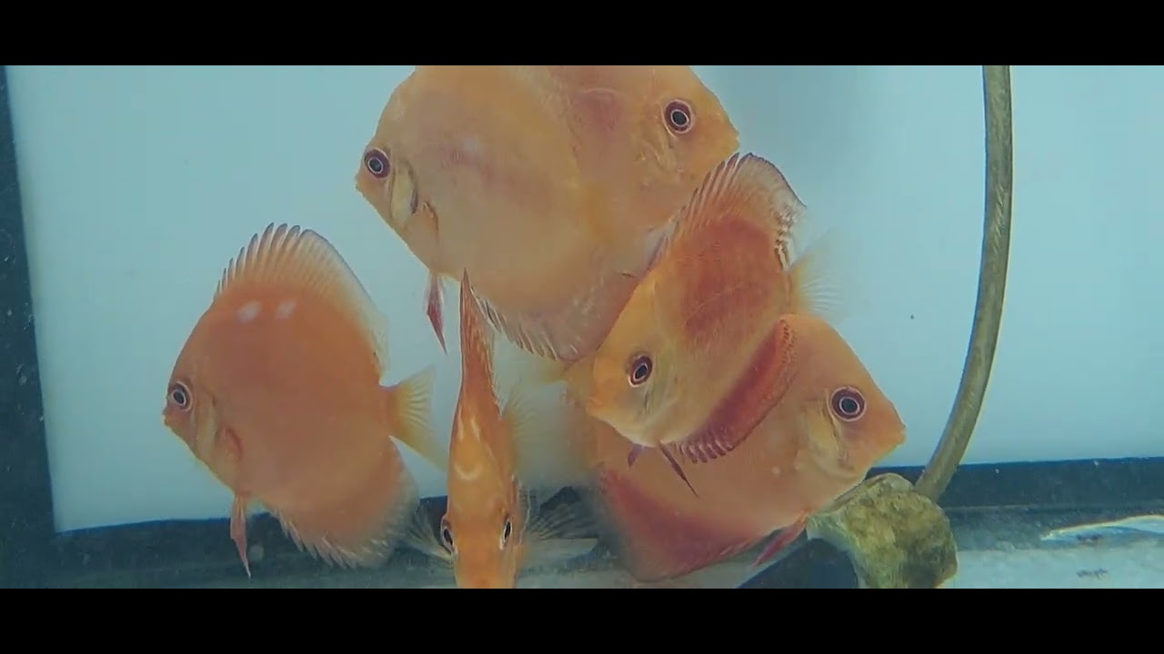 MB DISCOS - PROMOÇÃO SEMANAL - 23/10/25