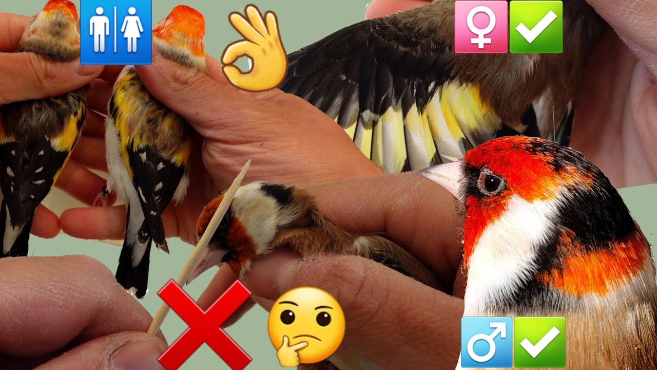 Отличие самца и самки щегла ⁉️🤔🚻♂️♀️