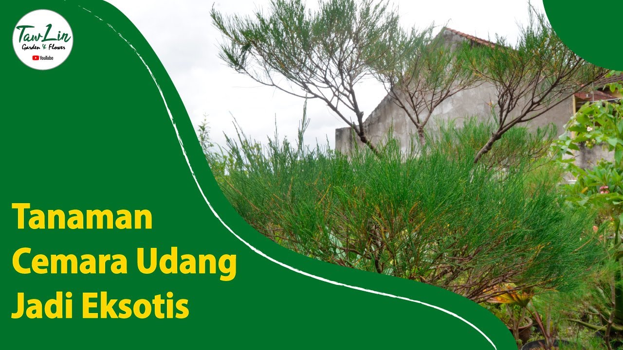 Membentuk Cemara Udang Agar Tampak Lebih Eksotis