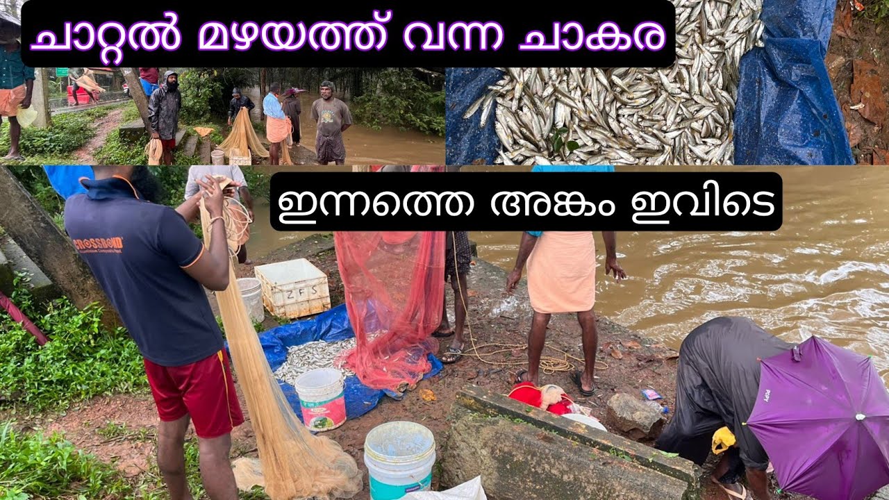 അതിരാവിലെ മഴയത്തൊരു മീൻപിടുത്തം | Kerala Village Backwaters Cast Net Fishing