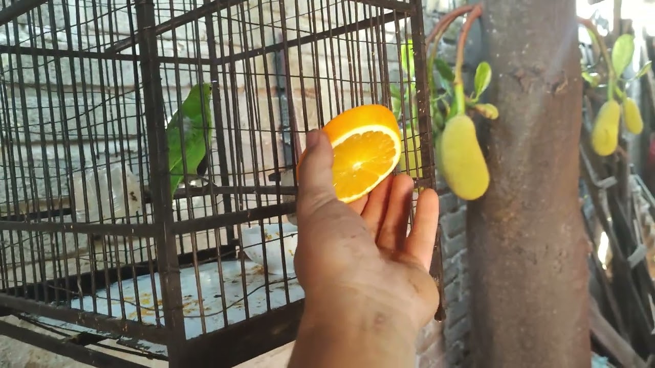 Tại sao bạn nên nuôi chim thanh tước