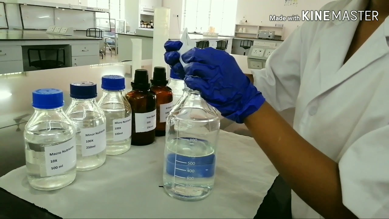 How to prepare  MS medium for plant tissue culture