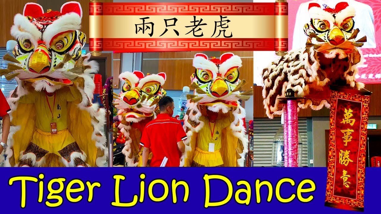 Tiger Lion Dance 🐯🐯🐯
