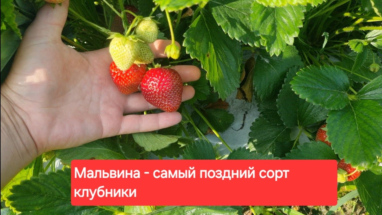 Мальвина - Самый поздний сорт клубники! Сборы ягоды