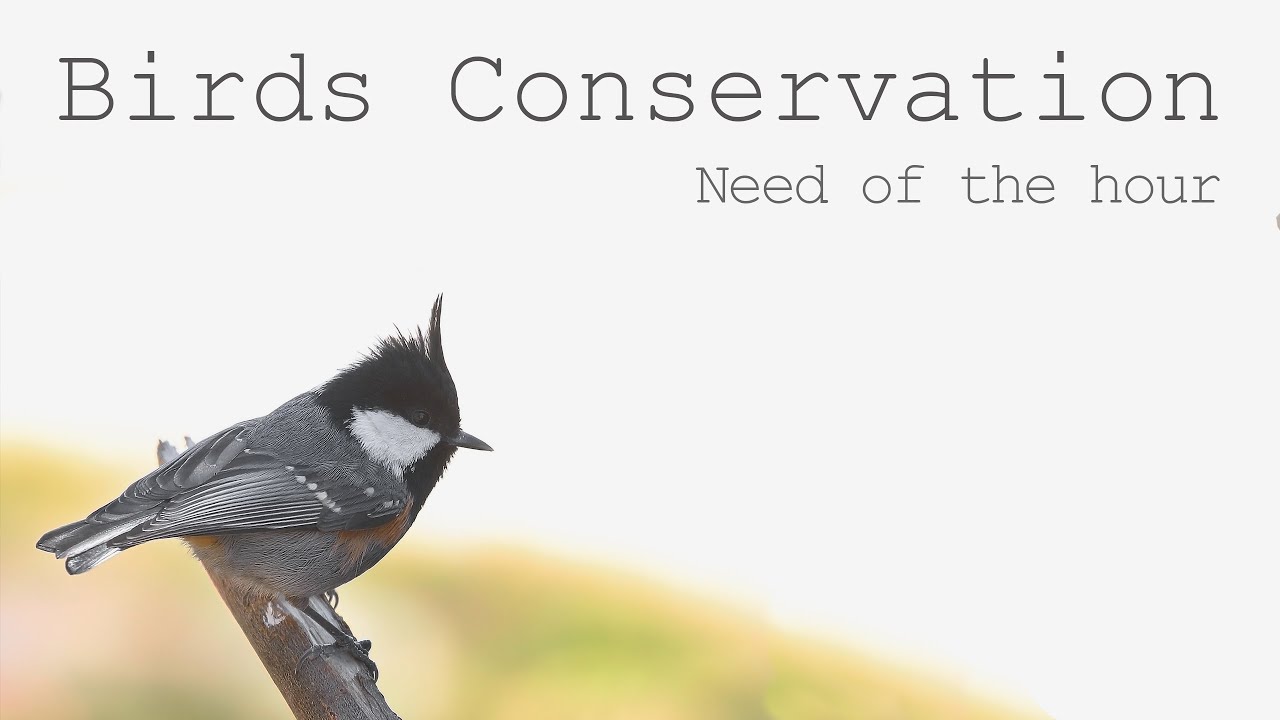 Birds Conservation | Need of the hour | Diversity Around Us | Nature Conservation | Birds of India