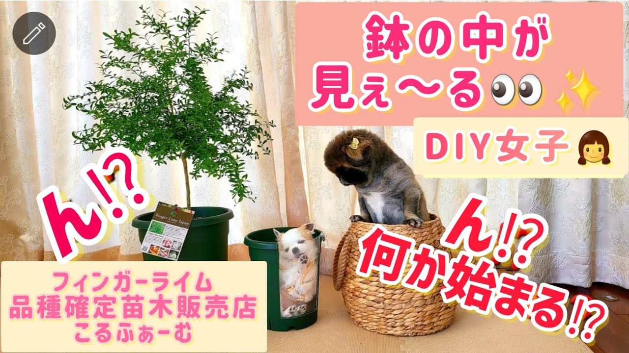 【 フィンガーライム 】ん⁉️フィンガーライムを⁉️ 植え替える前にDIY🤗