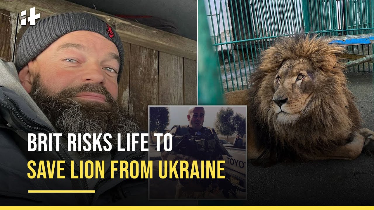 British Man Travels Across Ukraine To Evacuate Stranded Lion And Wolf