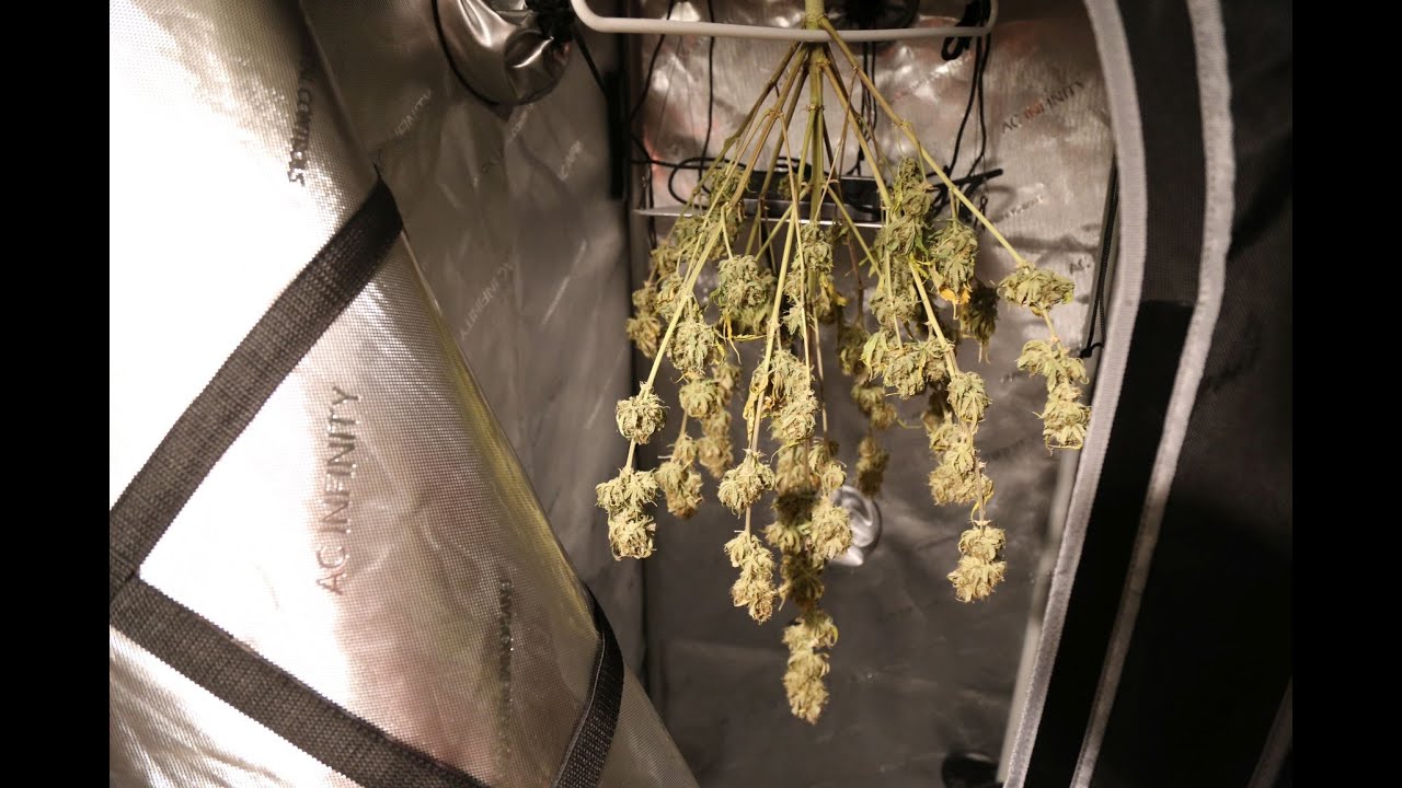 Big Bud Bonanza! Banana Purple Punch Auto Drying & Trimming Session - Grow Vlogs S1 - Ep. 18