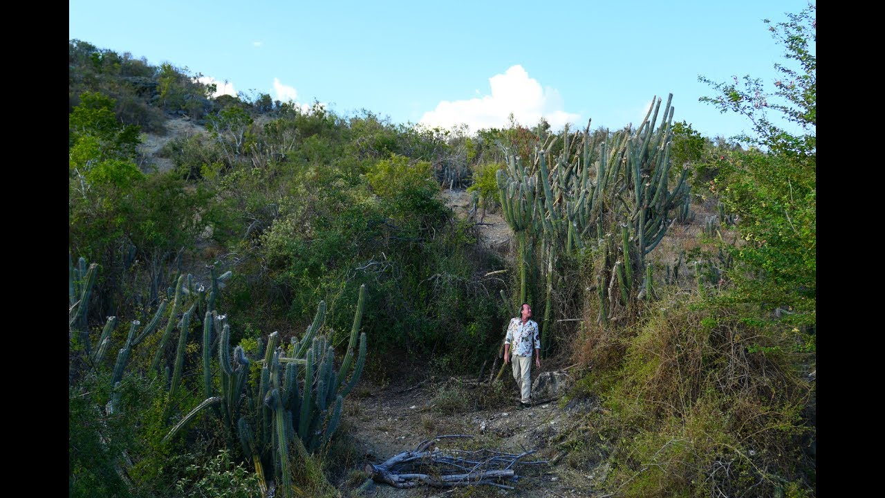 FIELD TRIP WITH PATRICK BLANC IN CUBA - HUMBOLDT, SIERRA MAESTRA & JARUCO