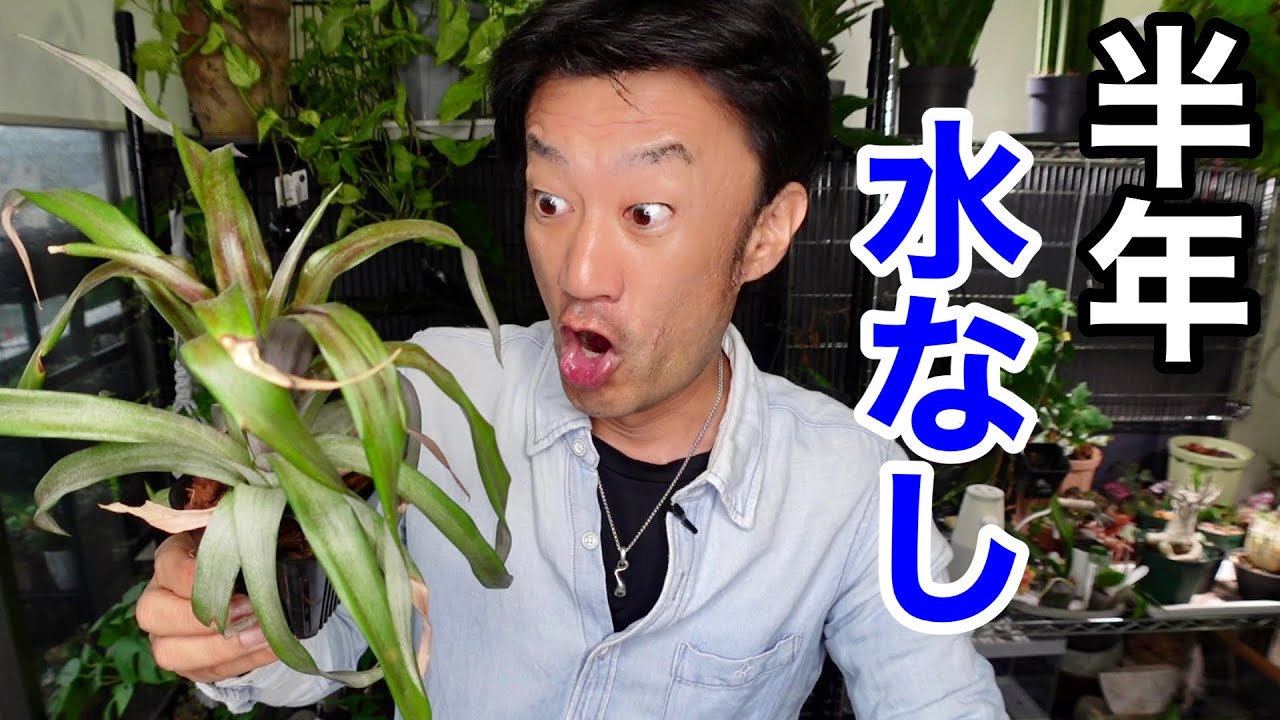 【室内にて】６か月水遣りなしのとんでもないパイナップル　【園芸超人カーメン君】