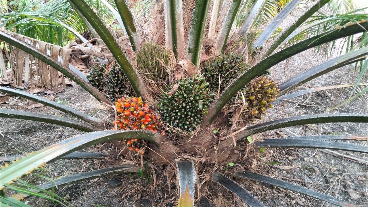 PANEN SAWIT SJ 1 .POKOK  RENDAH BUAH NYA NUMPUK KELILING..!! #leektani #sawit #panen #sawitunggul 