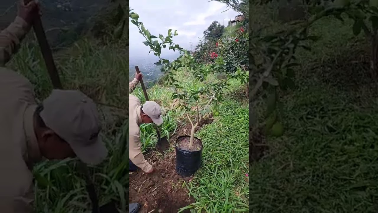 Sembrando Frutales Comida en Todas las Vias Públicas de Colombia Vivero Paraíso Hernando Betancourt