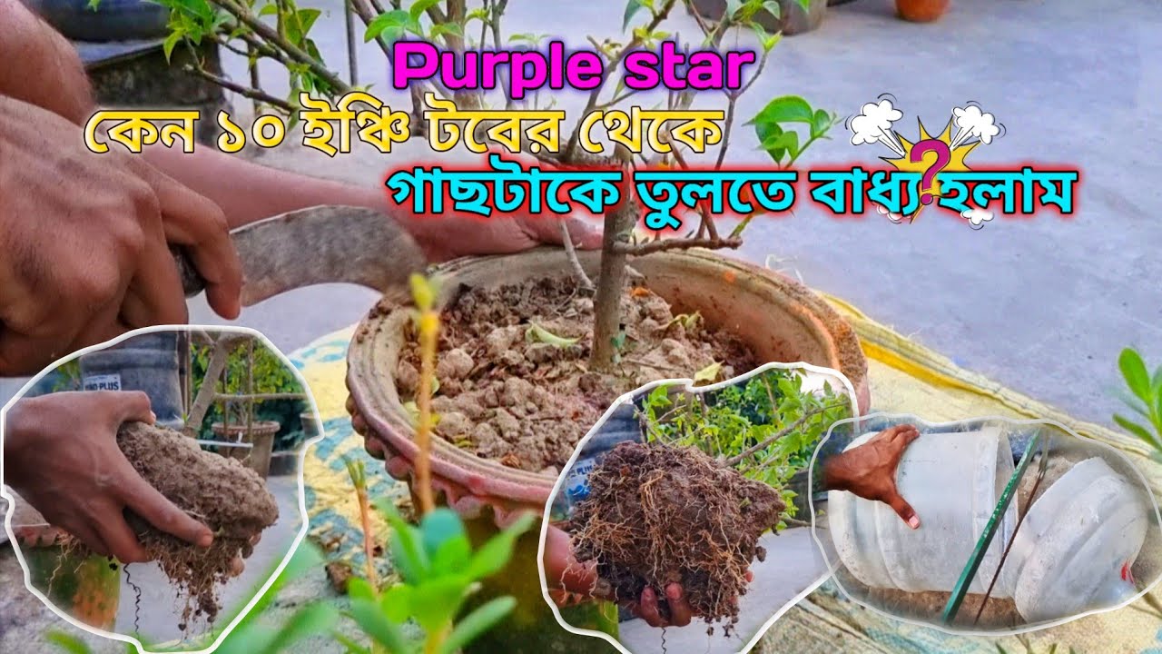 Purple star গাটাকে কেন ১৪ইঞ্চি ড্রামে রিপোর্টিং করলাম।#purplestarBougainvillea#রিপটিং#video