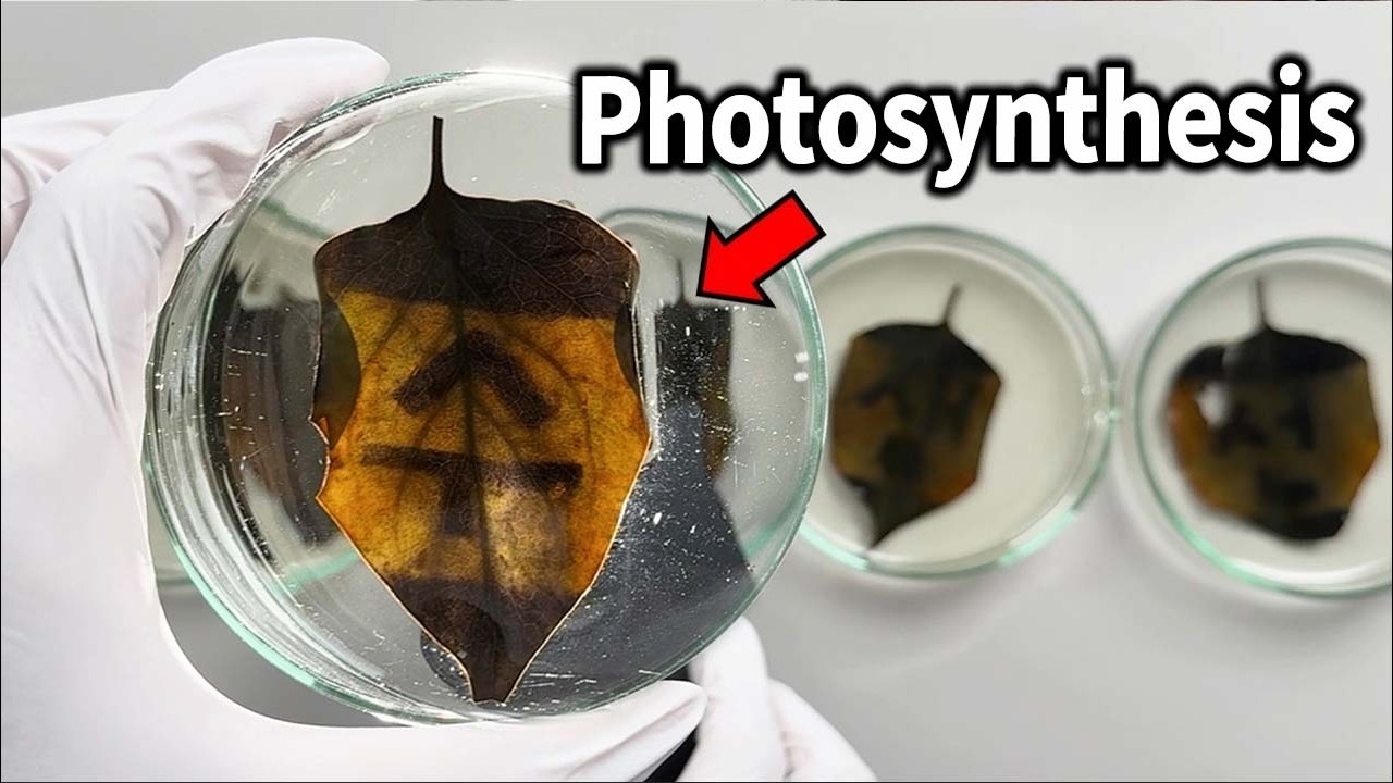 (SHOCKING) Seeing Photosynthesis With Your Own Eyes!