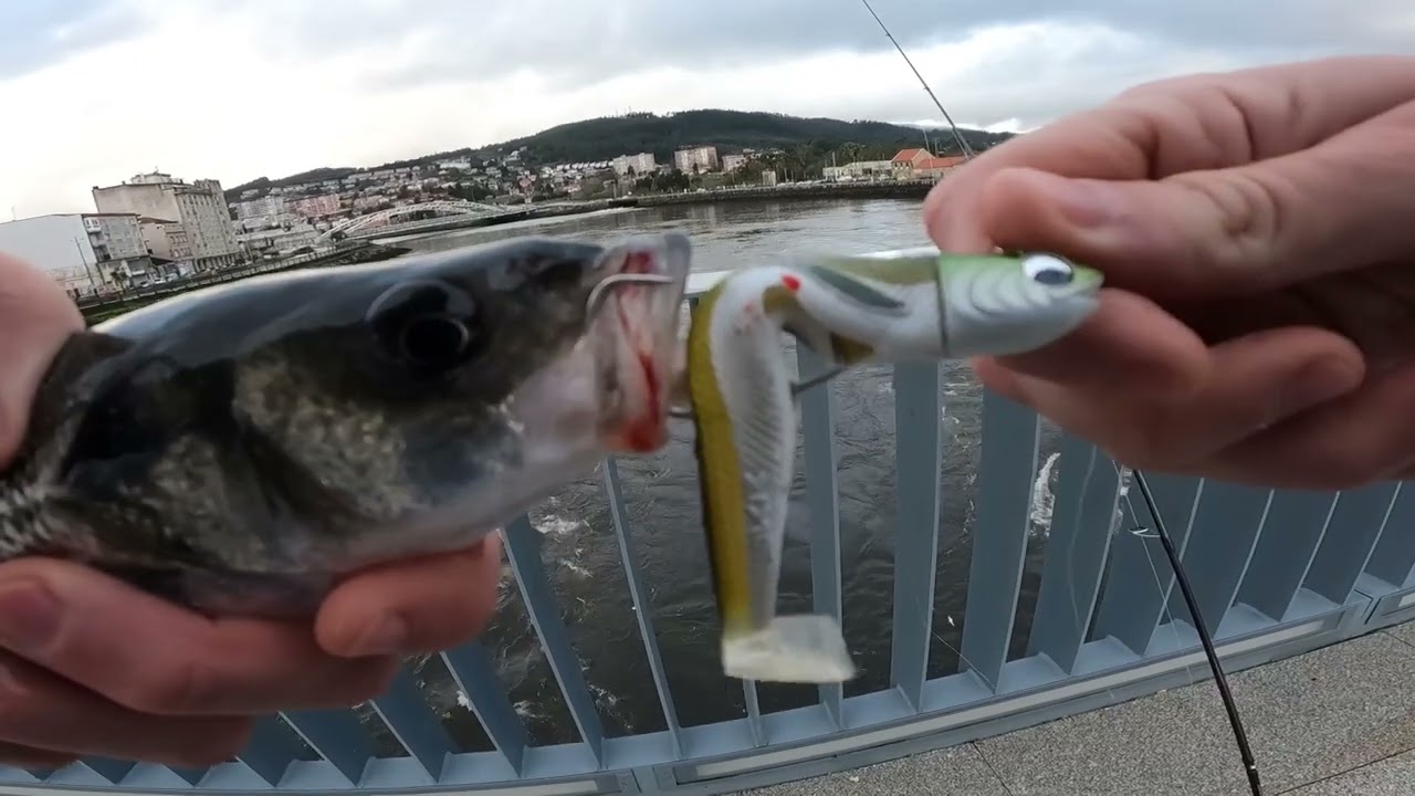 Kisu🐟