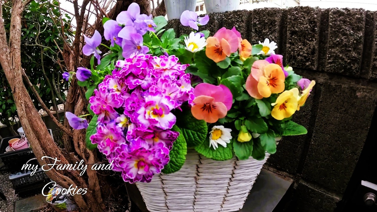 【庭の花達で寄せ植え】【ガーデニング、園芸、季節の草花、ビオラ、プリムラ】