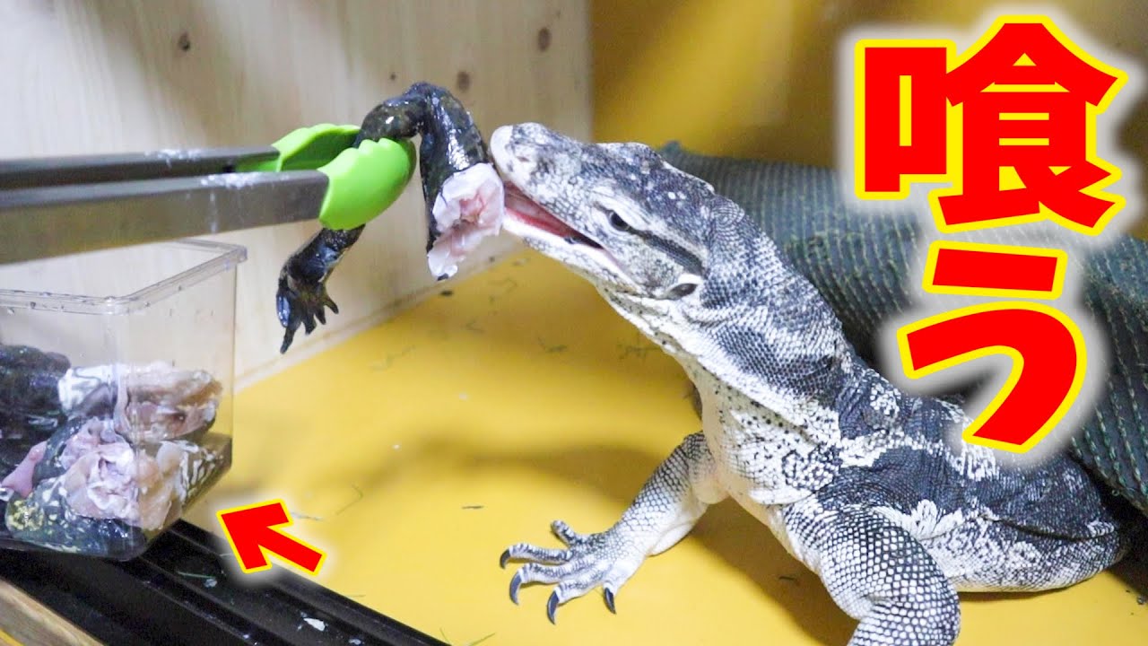 ウシガエル丸呑み！妻と一緒にオオトカゲたちに餌あげ！