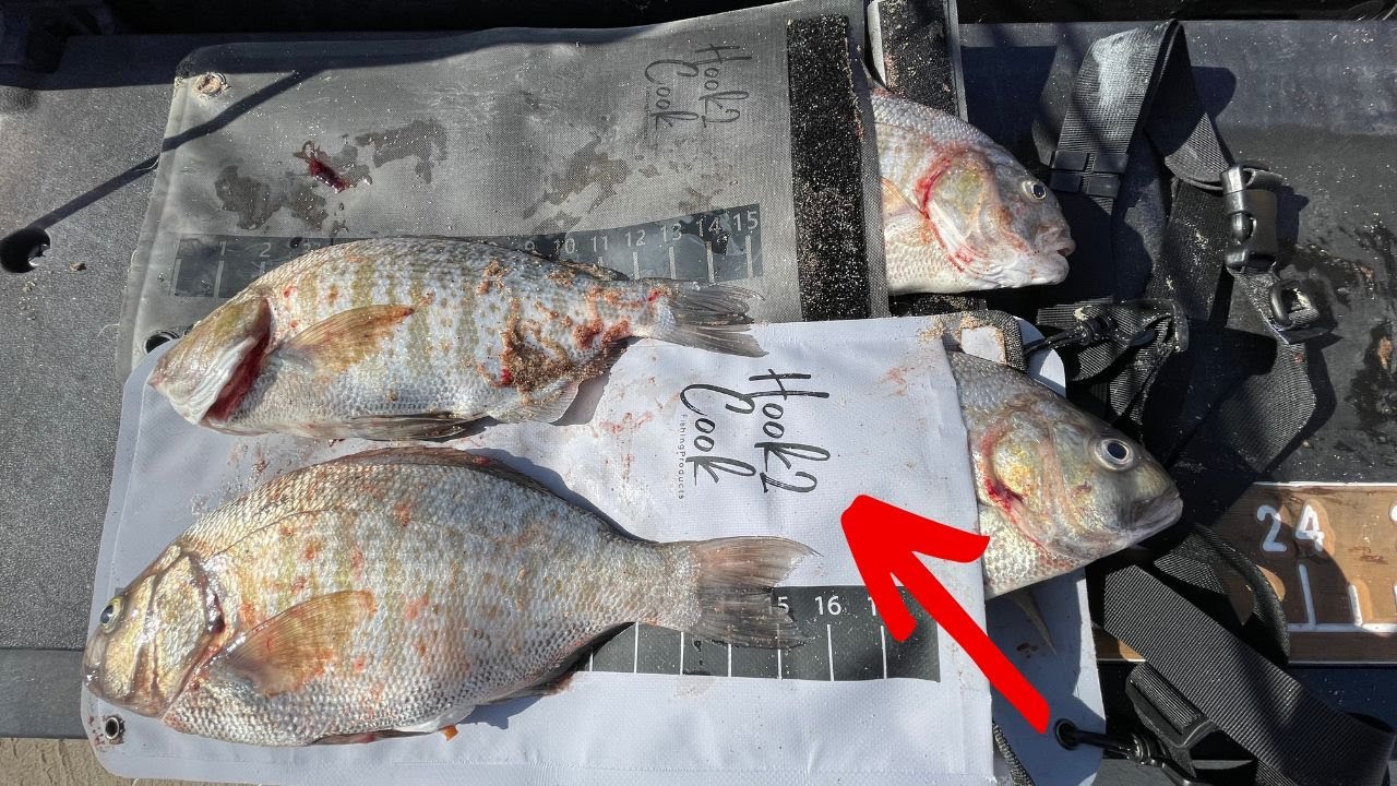 Тестирование мешочка для окуня Hook2Cook и еще одной приманки для окуня Surf Perch Bait