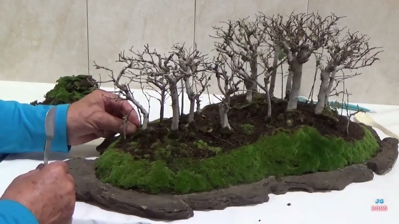 BOSQUE DE OLMOS  RUTINAS 2ª parte  Musgo e insertar nuevos esquejes