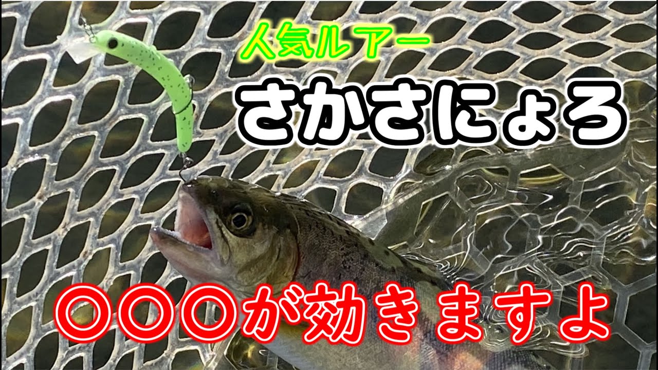 【さかさにょろ】人気ルアーって本当に釣れるんですか？⇒爆釣【〇〇〇が効きますよ】