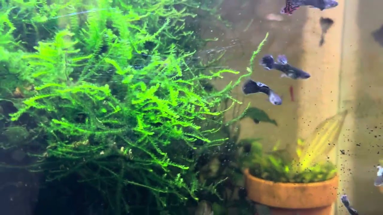 SWAMP Tank 10 gallons no water changes over a year with dumbo ear guppies 