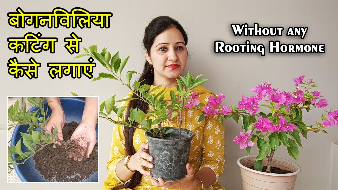 बोगनविलिया कटिंग से कैसे लगाएं | Grow Bougainvillea Cuttings Without Any Rooting Hormone