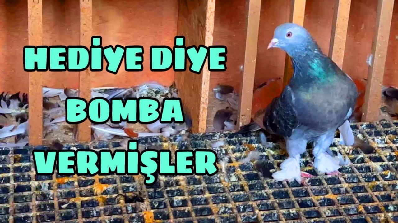 AKILLARA ZARAR HEDİYE TAKLACI GÜVERCİN ALDIM .