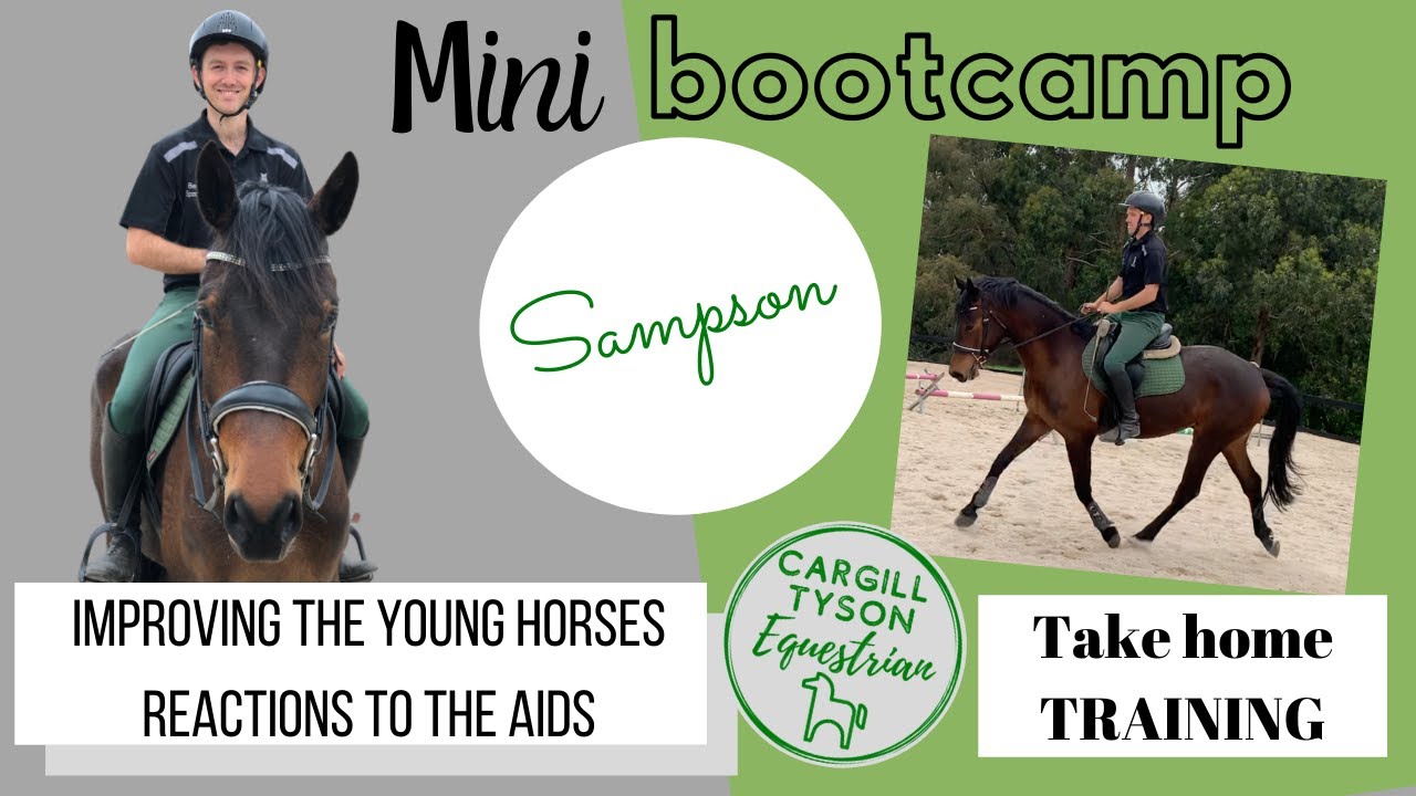 Sampson's Mini Boot Camp - Improving the young horses reaction to the aids!