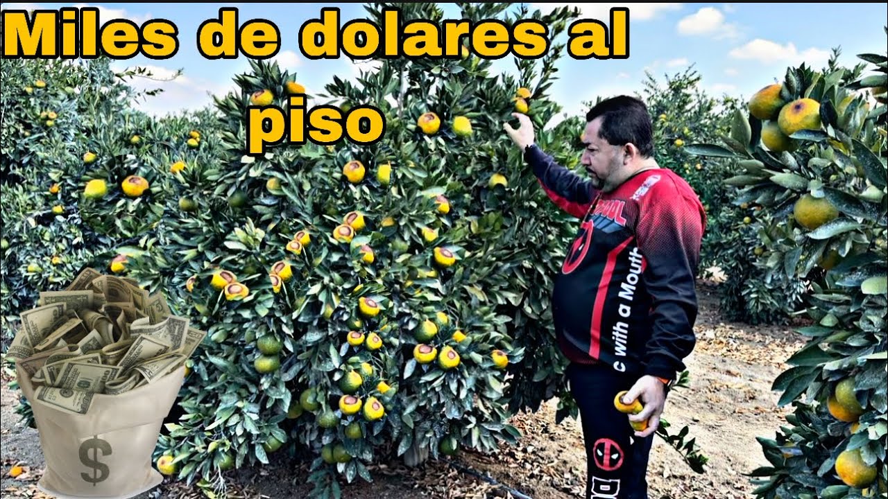PERDIDAS POR LAS REDADAS?? MILES DE DOLARES PERDIDOS EN ESTE CAMPO DE MANDARINA EN CALIFORNIA