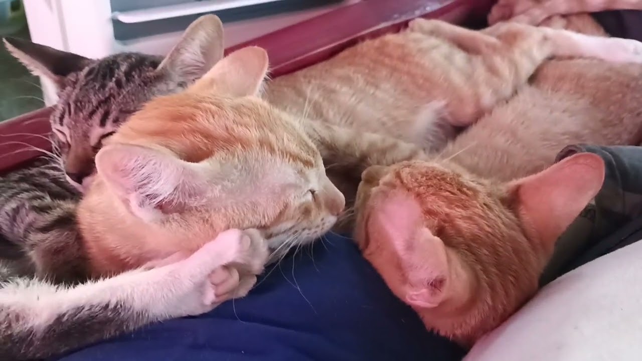 Cooling down the space cats............ Them some cool cats.......