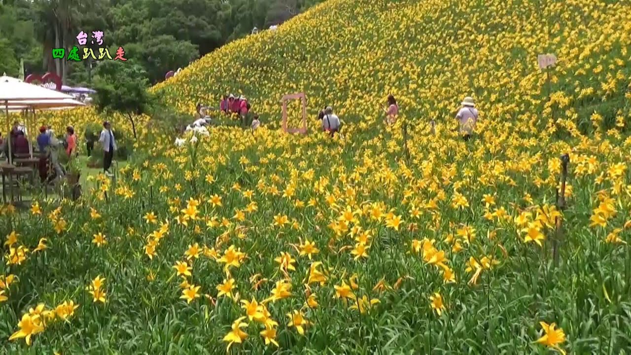 台灣四處趴趴走 2025彰化花壇虎山巖金針花盛開