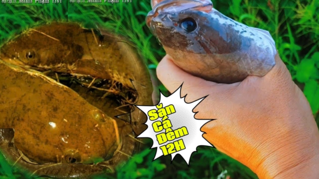 Fishing- Tiếp tục săn cá đêm dính cá mê quá || Minh Phạm TiVi #fishing #minhphamtivi #cắmcâu