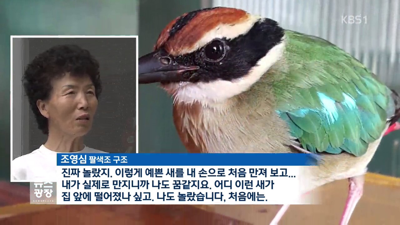 천연기념물 &lsquo;팔색조&rsquo; 노부부가 구조