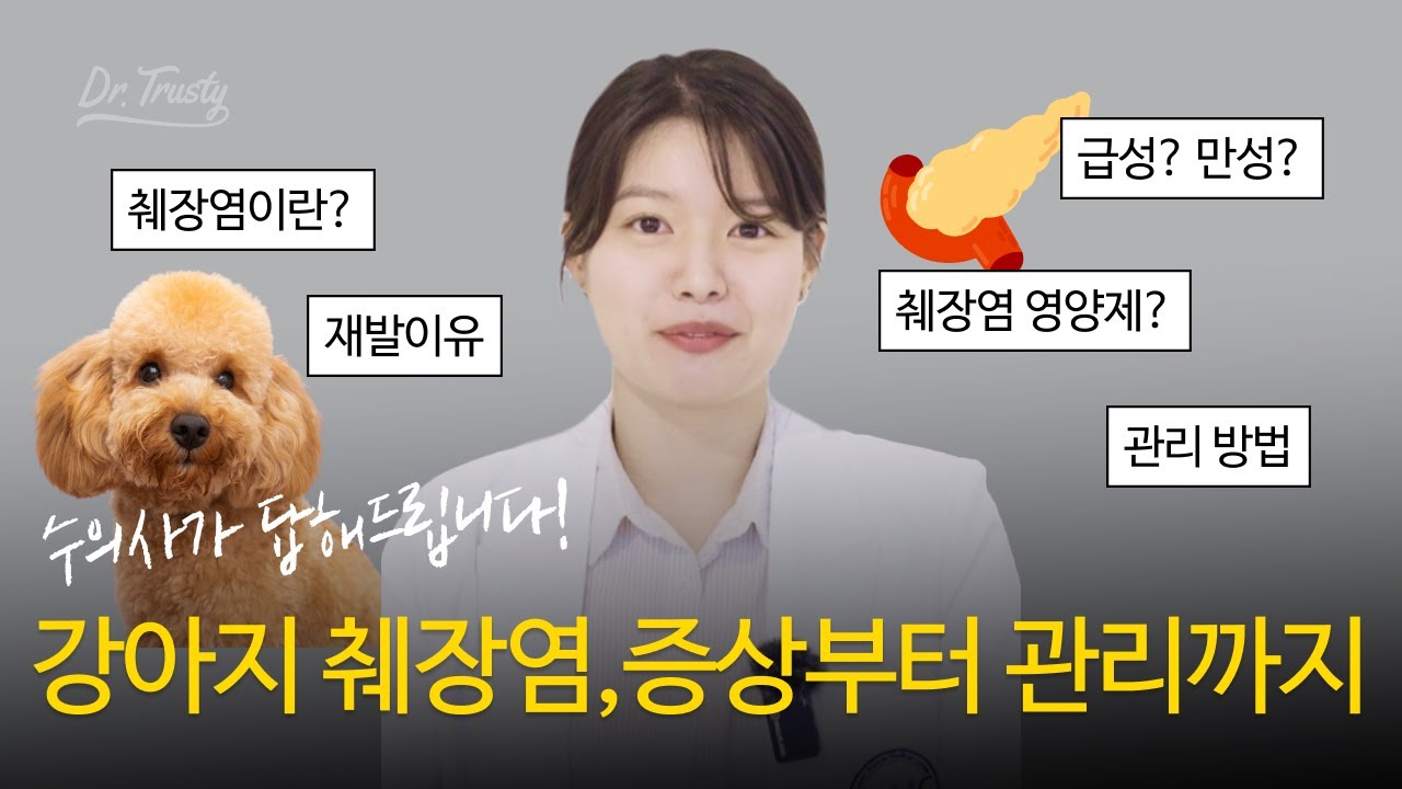 강아지 췌장염, 증상부터 관리까지 모두 알려드립니다 | 닥터트러스티 수의사 Q&A