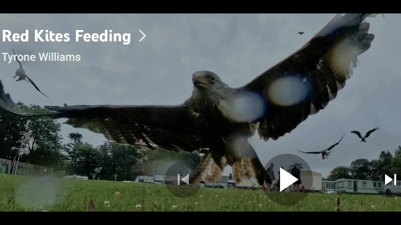Red Kites Feeding