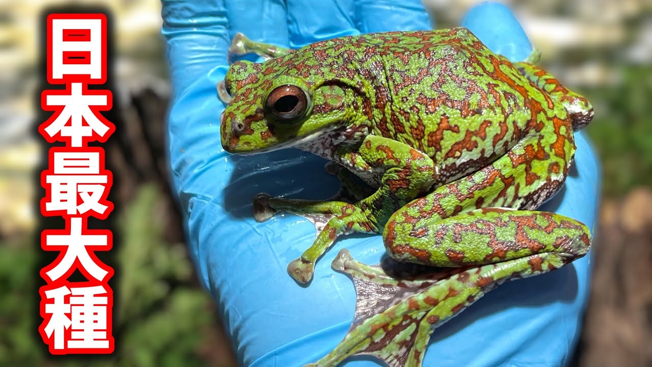日本最大種の樹上棲のカエル、モリアオガエルを飼い始めました