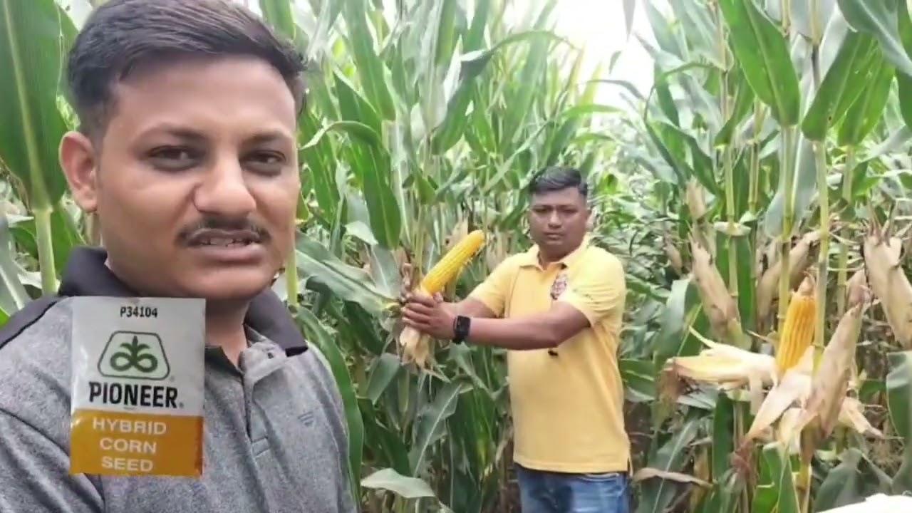 “उत्पादन पाहून तुम्हीही थक्क व्हाल! 🌽😍 #PioneerSeeds”